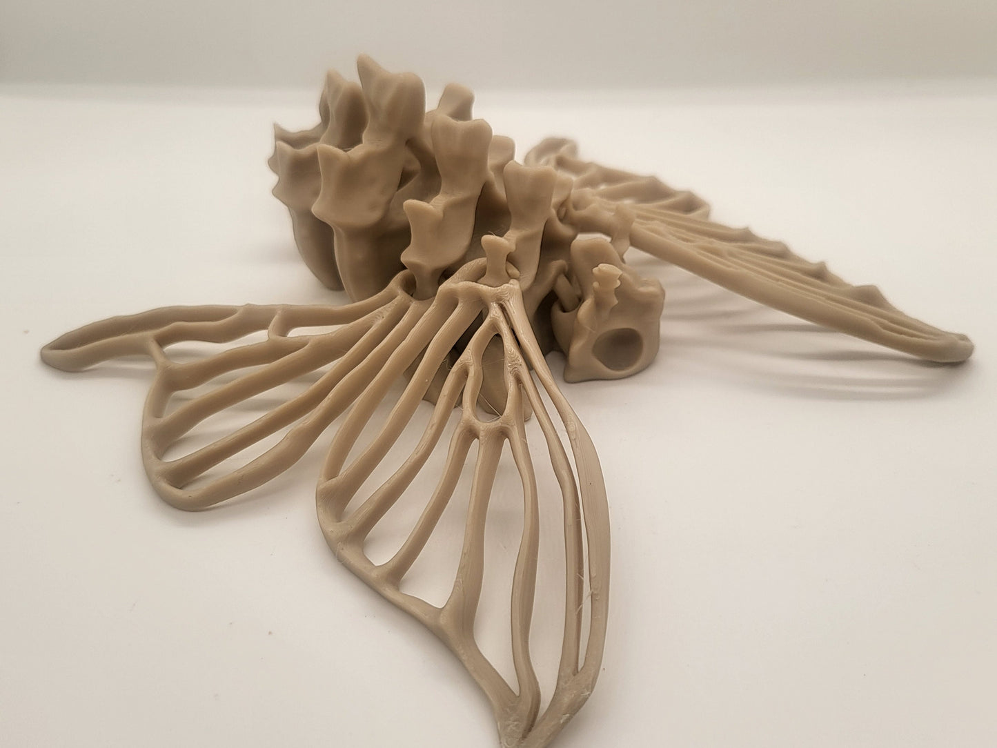Bone Moth