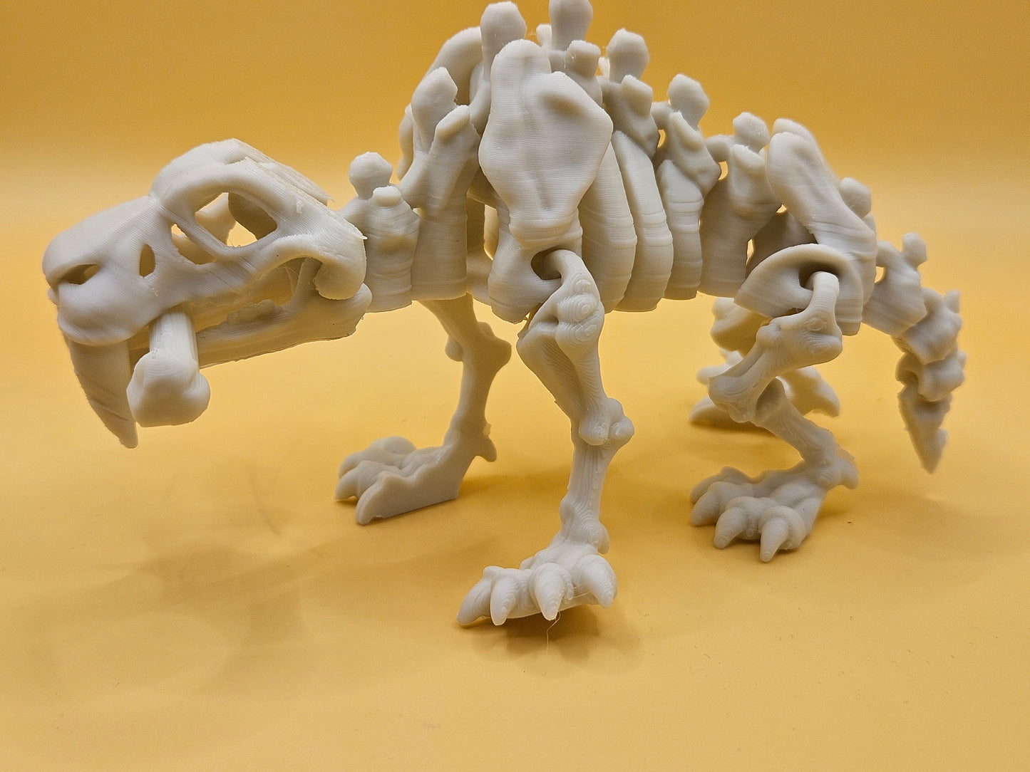 Skeleton Saber-Tooth Tiger!