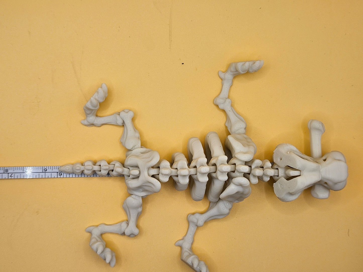 Skeleton Saber-Tooth Tiger!