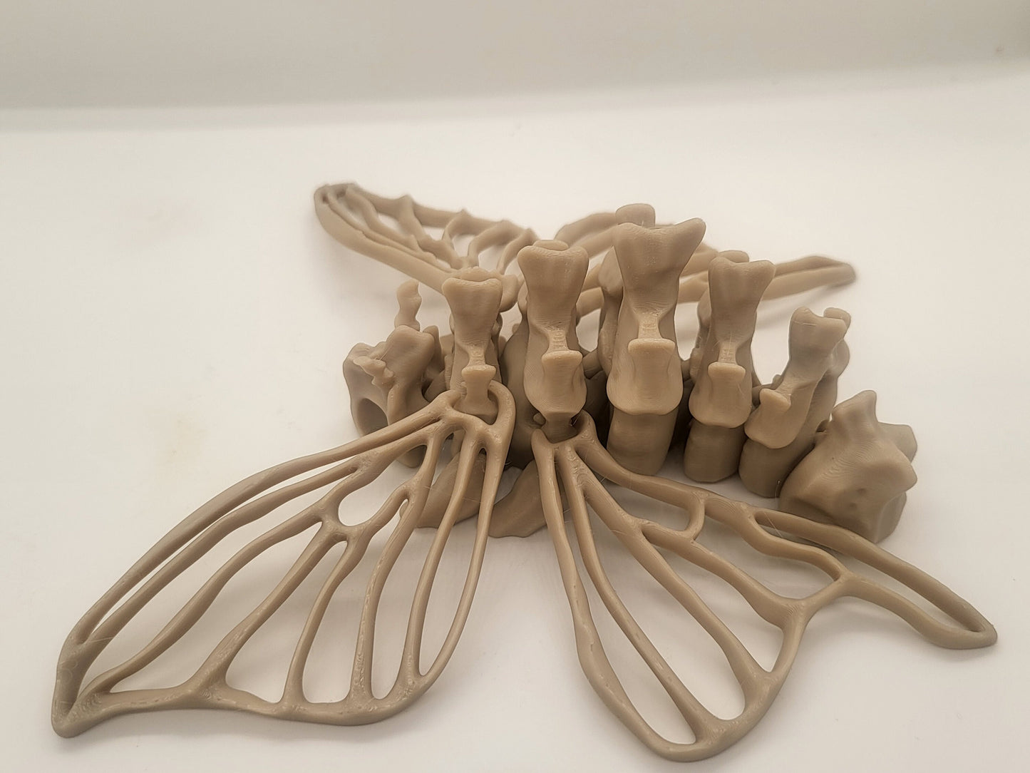 Bone Moth