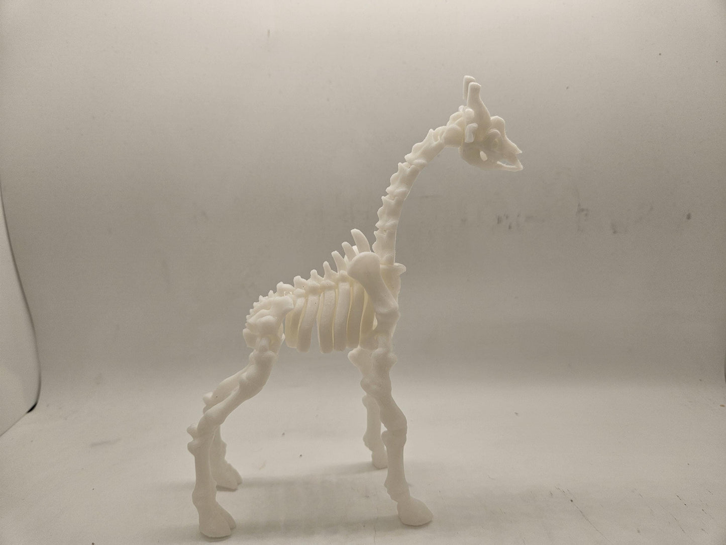 Flexi Skeleton Giraffe